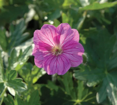 Geranium hybr. 'Blushing Turtle' PBR