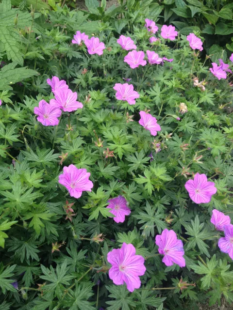 Geranium hybr. 'Blushing Turtle' PBR