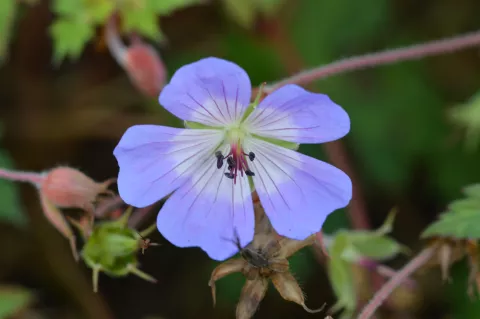 Geranium wallichianum 'Buxton's Variety'