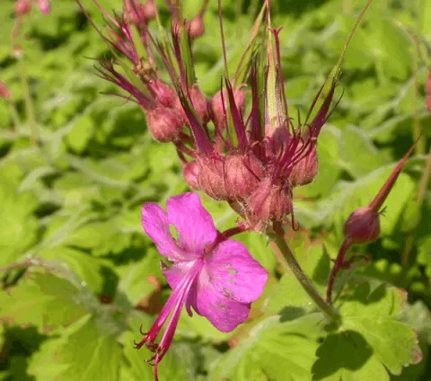 Geranium macr. 'Bevan's Variety'