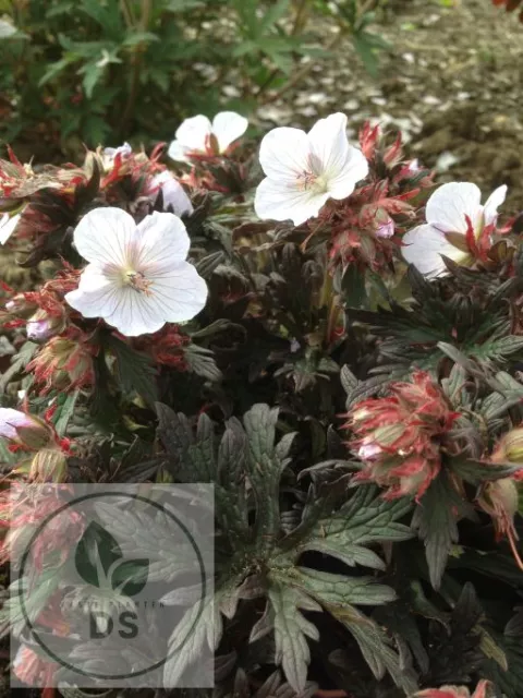 Geranium prat. 'Black 'n White'