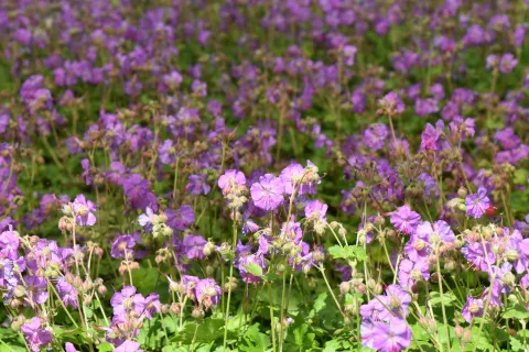 Geranium cant. 'Cambridge'