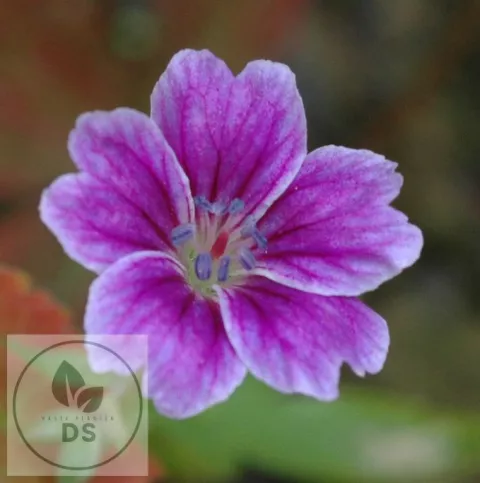 Geranium nod. 'Clos du Coudray'