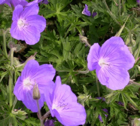 Geranium ox. 'Claridge Druce'