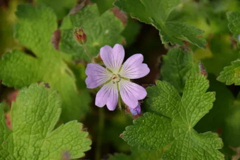 Geranium hybr. 'Chantilly'