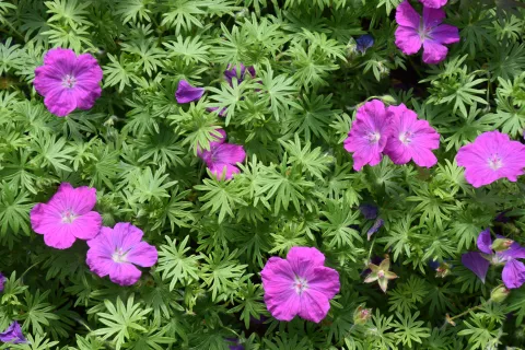 Geranium sang. 'Cedric Morris'