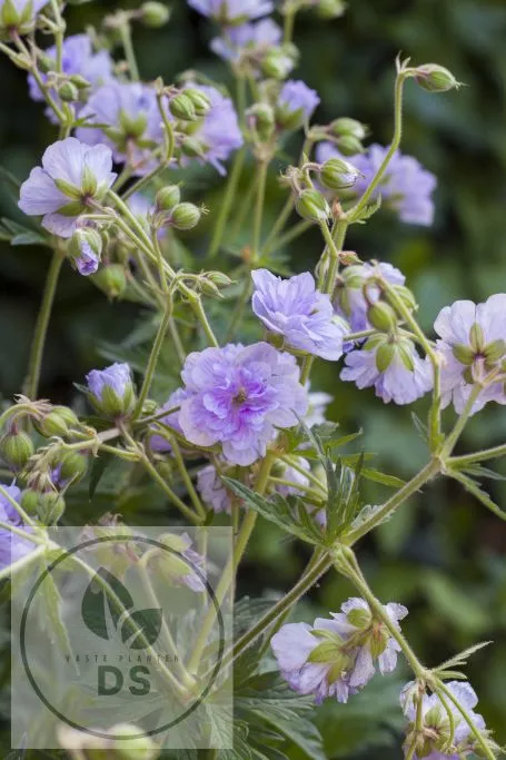 Geranium prat. 'Cloud Nine'