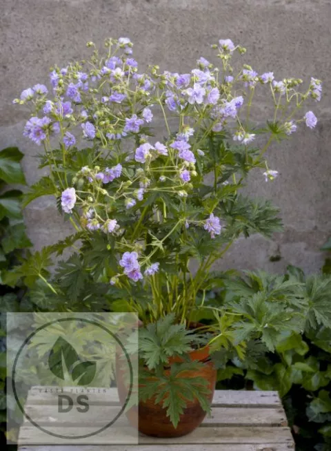 Geranium prat. 'Cloud Nine'