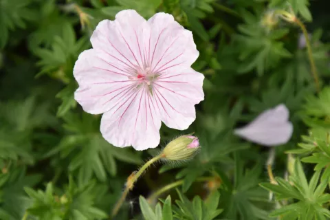 Geranium sang. 'Compactum'