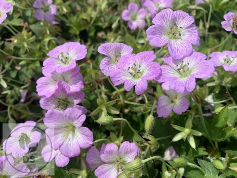 Geranium hybr. 'Confetti'