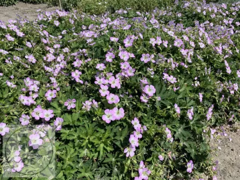 Geranium hybr. 'Confetti'