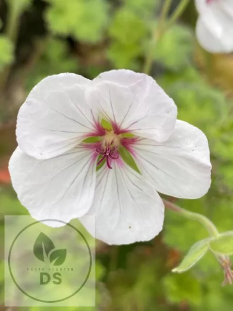 Geranium hybr. 'Coombland White'