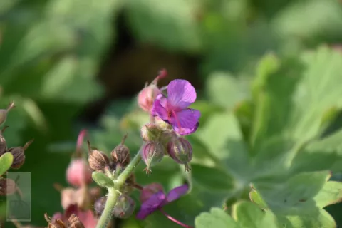 Geranium macr. 'Czakor'