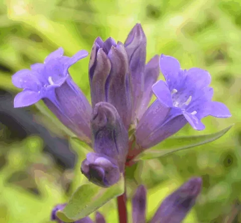 Gentiana dahurica