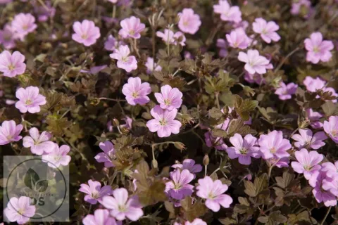 Geranium hybr. 'Dusky Crûg'