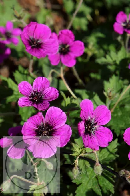 Geranium hybr. 'Dragon Heart'