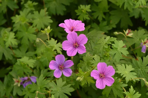 Geranium hybr. 'Dilys'