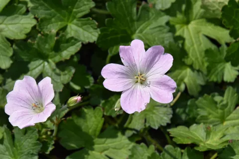 Geranium hybr. 'Dreamland'