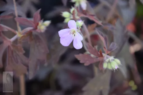 Geranium maculatum 'Elisabeth Ann'