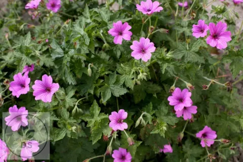 Geranium hybr. 'Elworthy Eyecatcher'