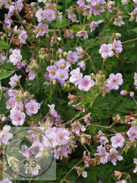 Geranium prat. 'Else Lacey'