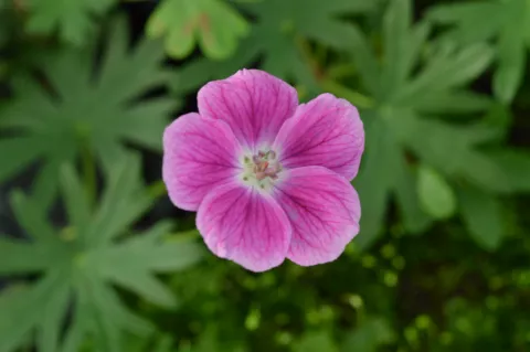 Geranium sang. 'Elke'