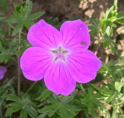 Geranium sang. 'Elsbeth'