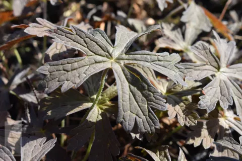 Geranium maculatum 'Espresso'