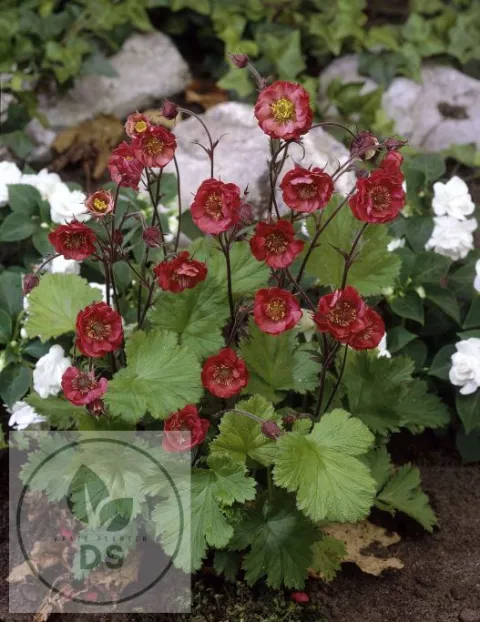 Geum rivale 'Flames of Passion'