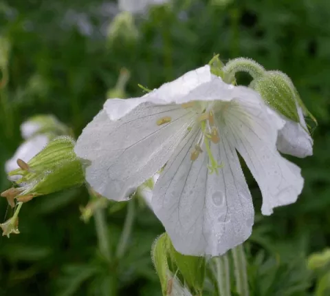 Geranium prat. 'Galactic'