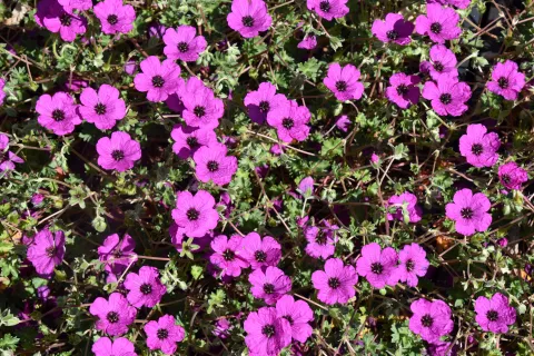 Geranium cinereum 'Guiseppii'