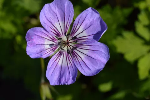 Geranium hybr. 'Havana Blues'