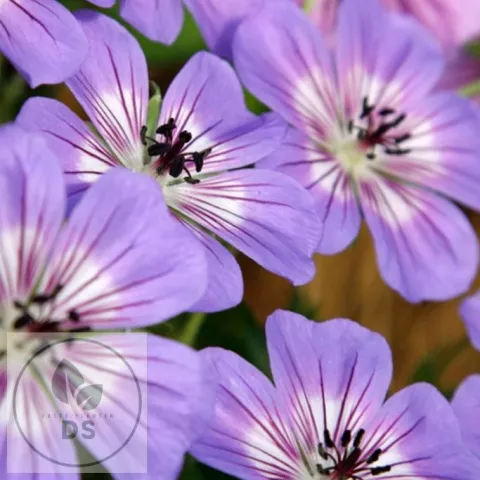 Geranium hybr. 'Havana Blues'