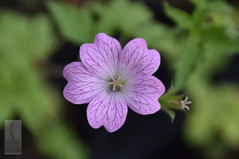 Geranium ox. 'Hollywood'