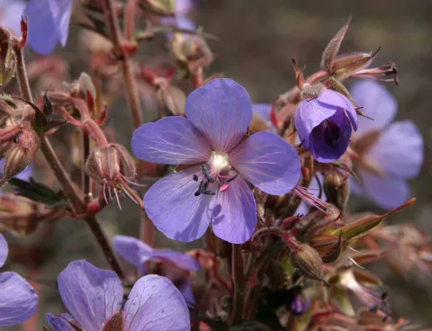 Geranium prat. 'Hocus Pocus'