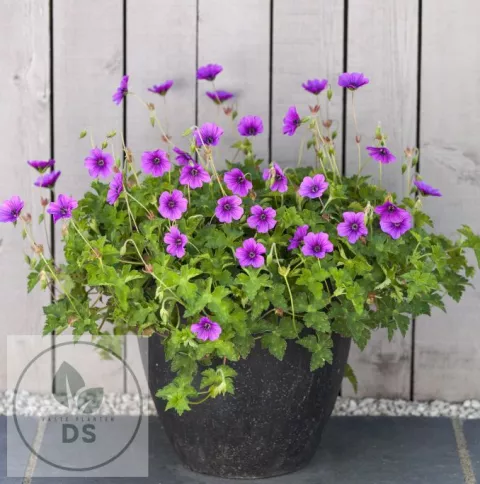 Geranium hybr. 'Hexam Velvet' PBR