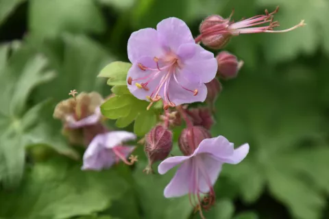 Geranium macr. 'Ingwersen's Var.'