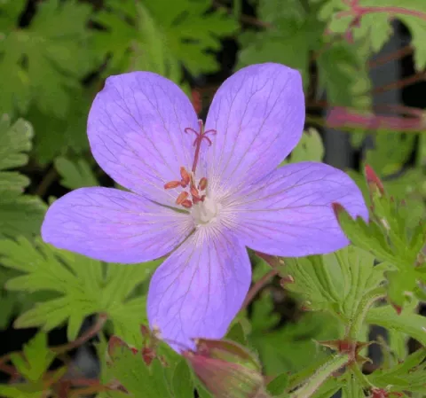 Geranium hybr. 'Johnson's Blue'