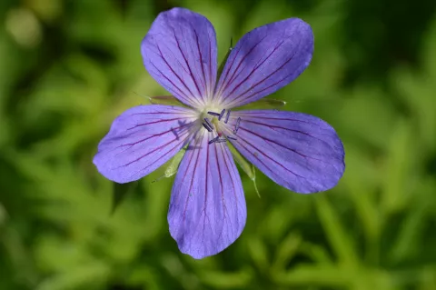 Geranium clarkei 'Kashmir Blue'