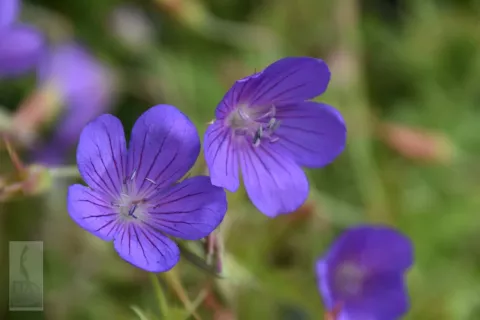 Geranium clarkei 'Kashmir Purple'