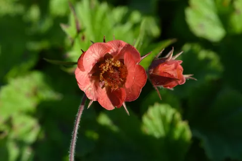 Geum rivale 'Leonard's Variety'