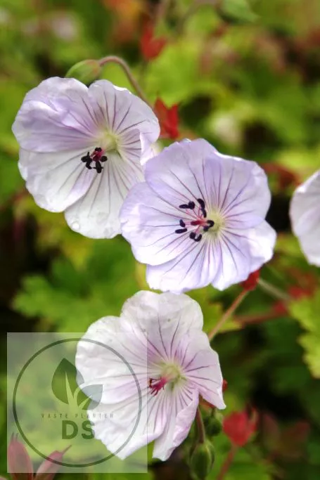Geranium hybr. 'Lilac Ice'