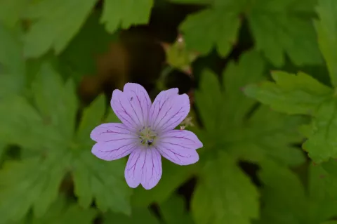Geranium ox. 'Lady Moore'