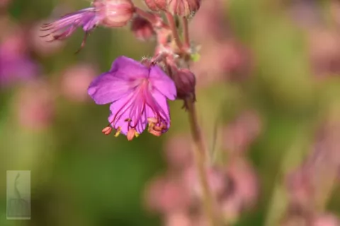 Geranium macrorrhizum