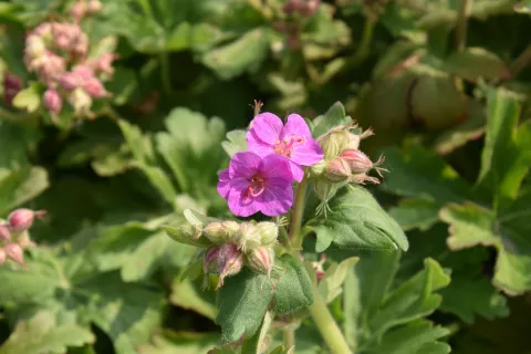 Geranium macrorrhizum
