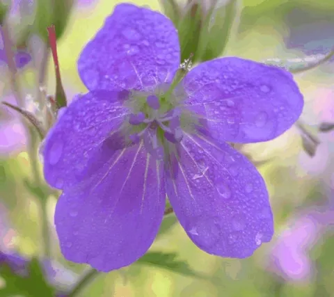 Geranium sylv. 'Mayflower'