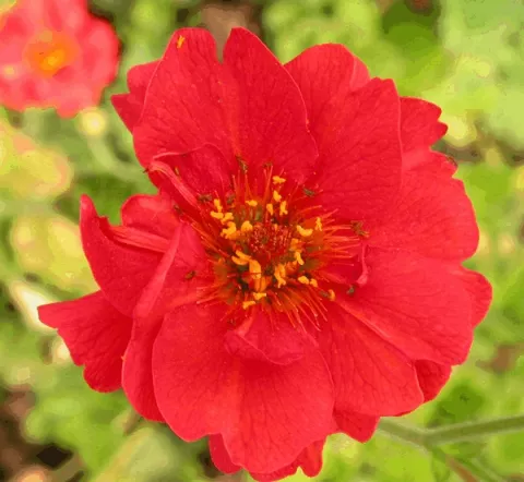 Geum chil. 'Mrs Bradshaw'