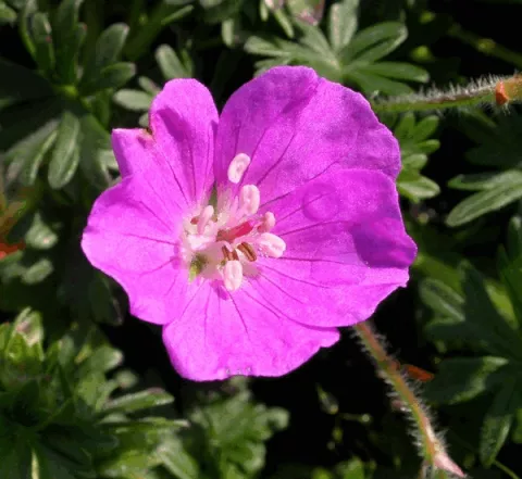 Geranium sang. 'Max Frei'