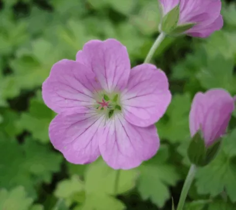 Geranium riversl. 'Mavis Simpson'