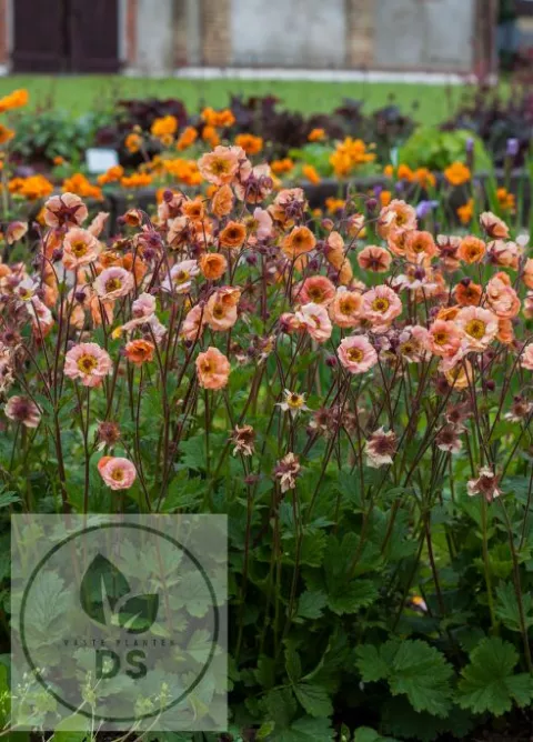 Geum 'Mai Tai' PBR